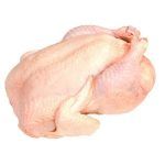 Gallina doble pechuga